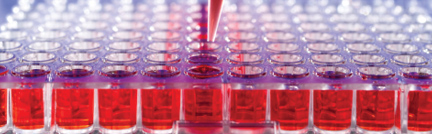 Horizontal image in the upper left corner of the page. The image is of multiple rows of vials in a lab containing red liquid. Horizontal image in the upper left corner of the page. The image is of multiple rows of vials in a lab containing red liquid.
